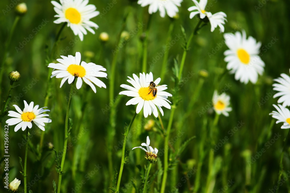 Shasta daisy Shasta daisy