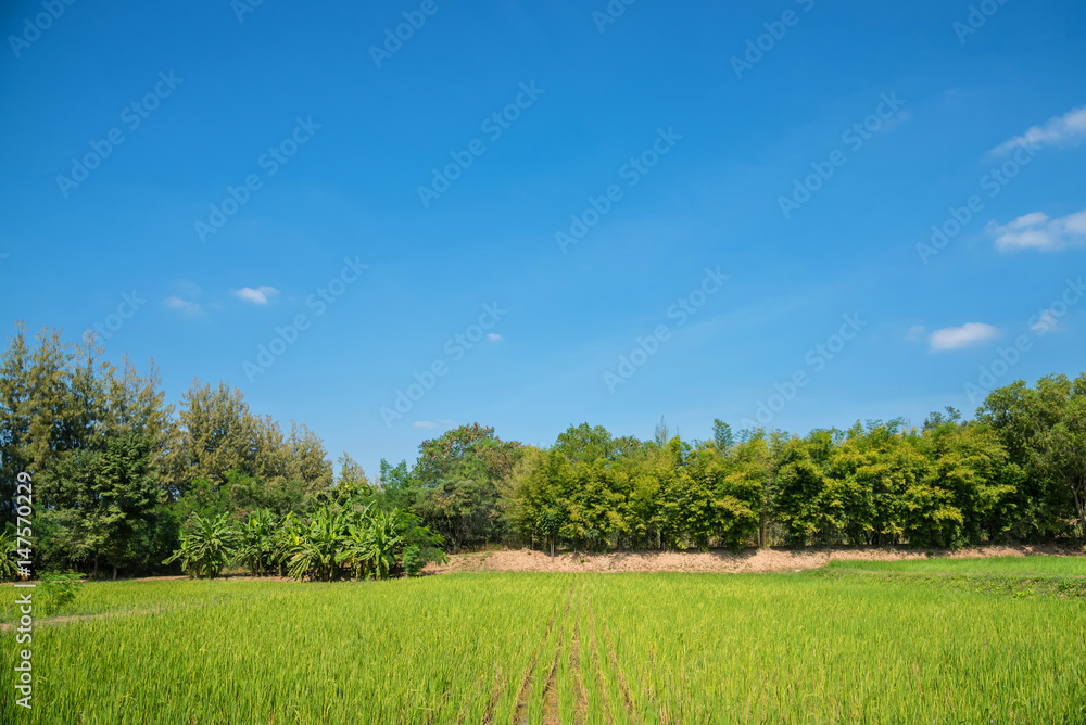 Paddy field in Thailand