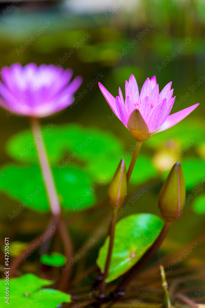 Beautiful purple lilies grow in the pond, close-up photography Beautiful purple lilies grow in the pond, close-up photography