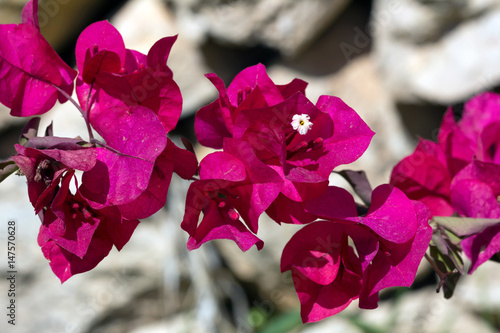 Bougainvillea spectabilis ou bougainvillier photo