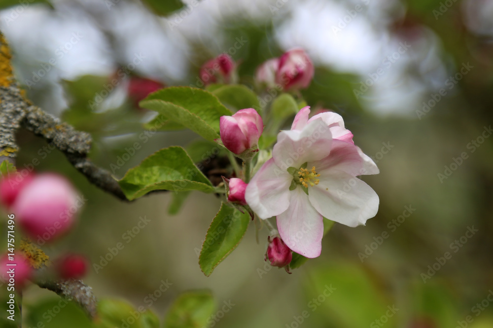 Spring flowering / Spring flowering of fruit trees Spring flowering / Spring flowering of fruit trees