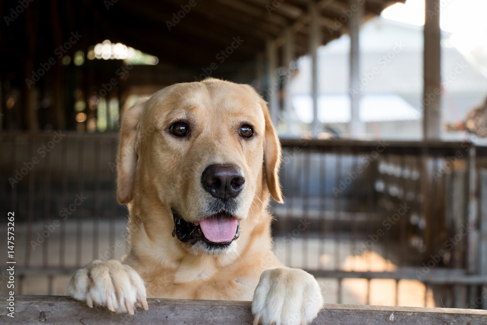 Brown dog stood and wait over the cage background Brown dog stood and wait over the cage background