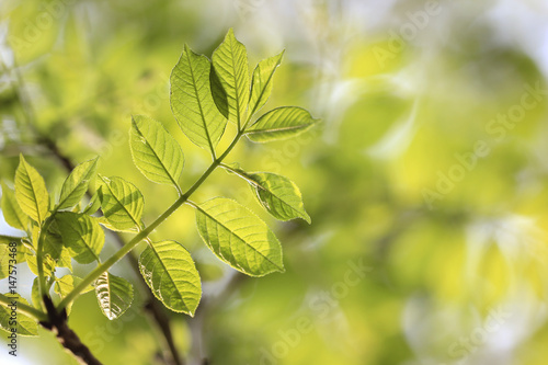 Fresh green leaves on tree branch isolated on natural background