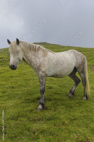 Wild horse portrait in the mountain © phadventure