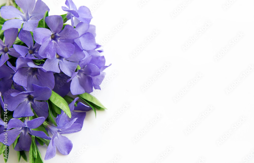 Vinca - flower bouquet. space for text. Romantic date, invitation, sweet wish concept Vinca - flower bouquet. space for text. Romantic date, invitation, sweet wish concept