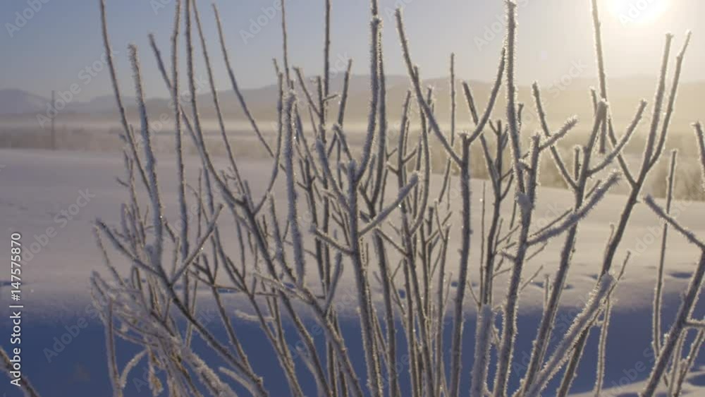 Frosty branches in arctic landscape, with pan Frosty branches in arctic landscape, with pan