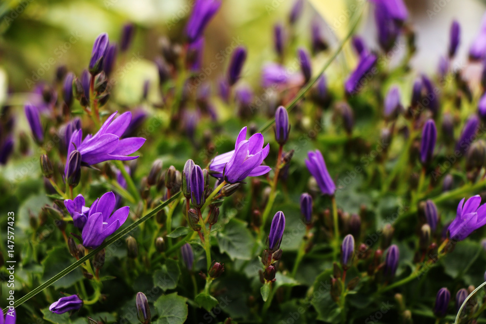 A lot of purple crocuses on the city blooming on the street. A lot of purple crocuses on the city blooming on the street.