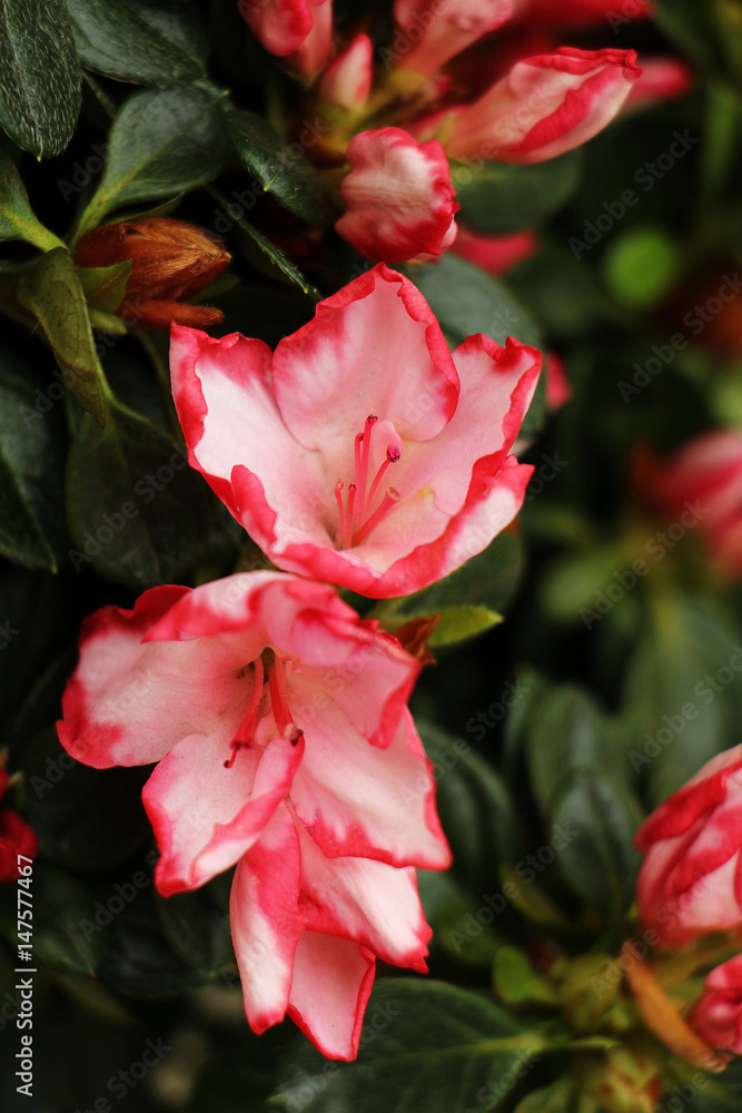 Blooming beautiful pink azalea Blooming beautiful pink azalea