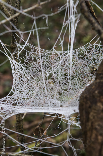 Foto Frozen spider web