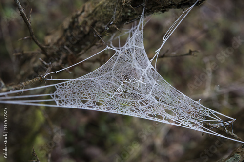 Foto Frozen spider web