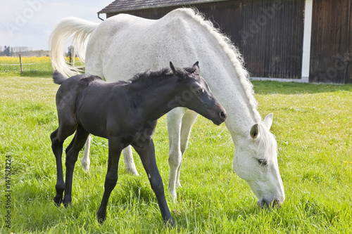 Fototapeta Naklejka Na Ścianę i Meble -  Schimmelstute mit Fohlen, (black and white)