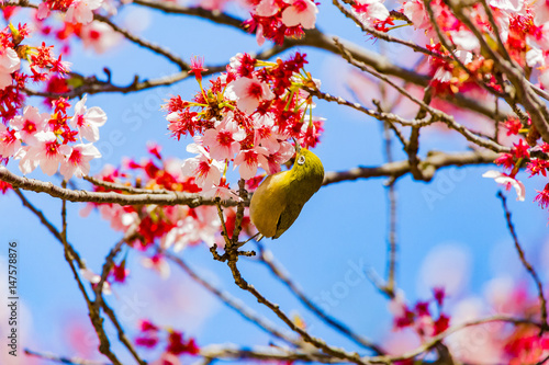 The Japanese White-eye and cherry blossoms. Located in Tokyo Prefecture Japan.