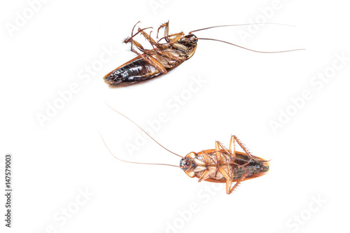 Collection of Cockroach isolated in white background. Cockroach die isolated.