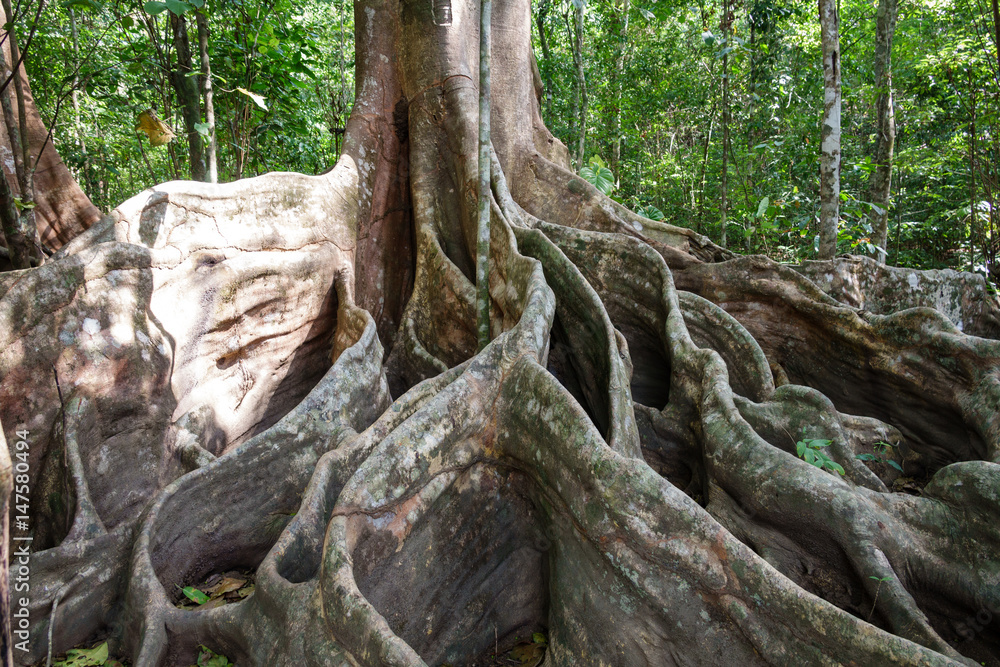 A giant tree with buttress roots in the forest, Costa Rica