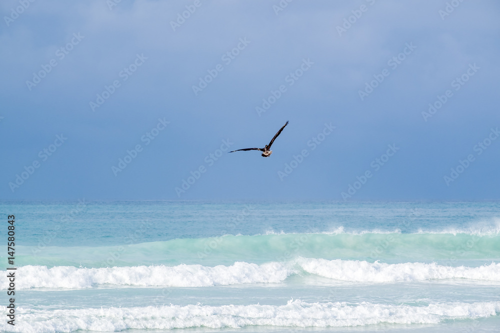 Fototapeta premium Pelican Flying Over Tortuga Beach in Santa Cruz Galapagos Islands
