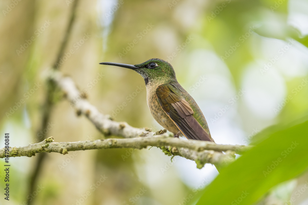 Fototapeta premium A Fawn-breasted Hummingbird Perched on a Tree in Mindo Cloud Forest Ecuador