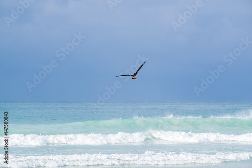 Pelican Flying Over Tortuga Beach in Santa Cruz Galapagos Islands