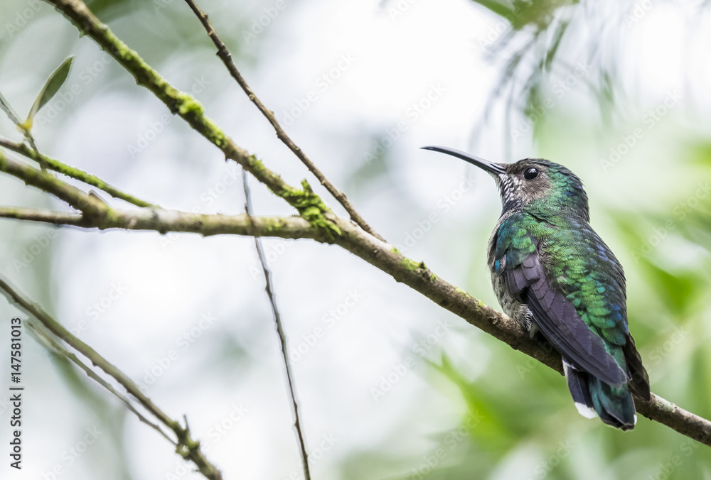 Naklejka premium Female White-necked Jacobin Perched on a Tree in Mindo Cloud Forest Ecuador