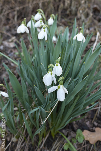 Galanthus nivalis  