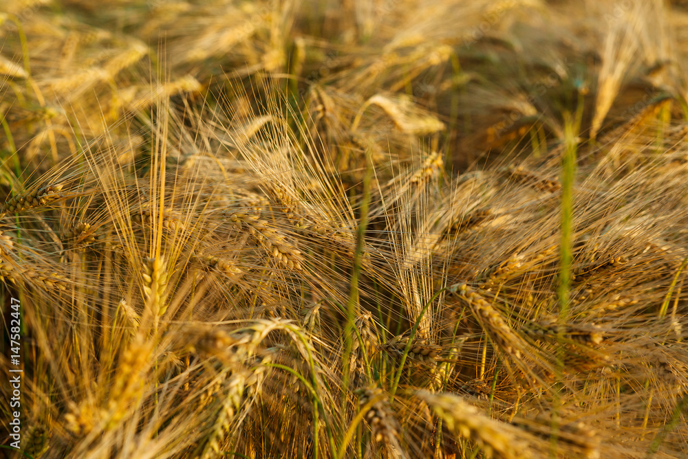Fototapeta premium Field of wheat in sunny day.