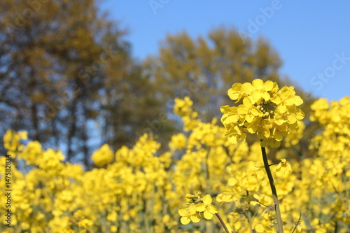Gelbe Raps Felder, Blüten mit blauem Himmel im Fruehling