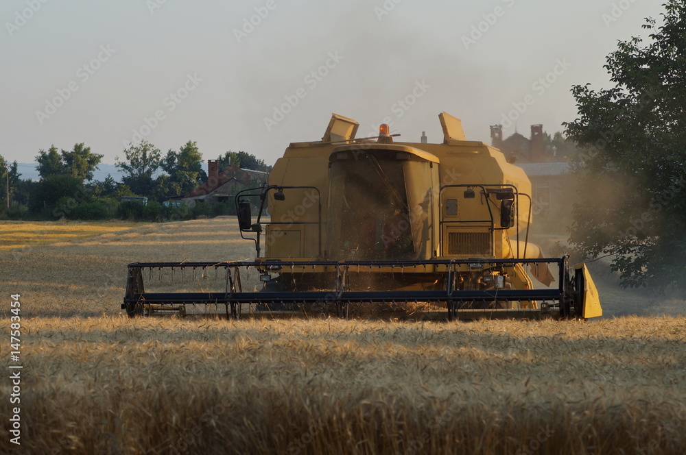 Fototapeta premium Combine on the field. Harvest of cereals.