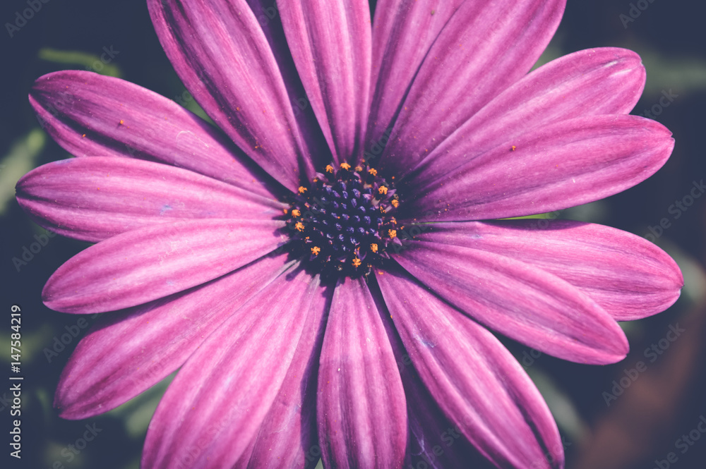purple cape marguerite flower, dimorphotheca ecklonis purple cape marguerite flower, dimorphotheca ecklonis