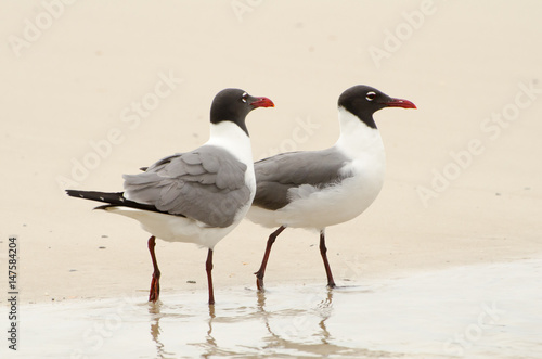Laughing Gulls on the beach