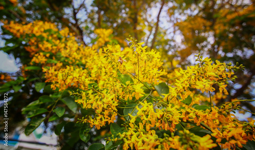 bee  flower  yellow  flowers  garden  bees  green  summer  mountain  background  beautiful  nature  beauty  plant  bright  orange  pollination  abstract  honey  closeup  natural  spring  season  flora