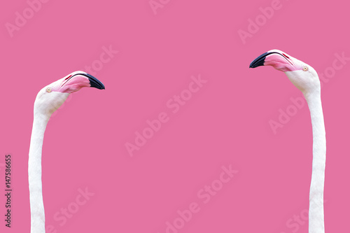 an flamingo head