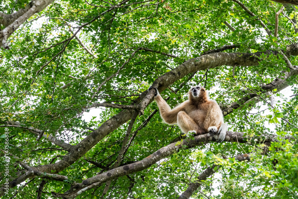 Naklejka premium Northern white cheeked gibbon