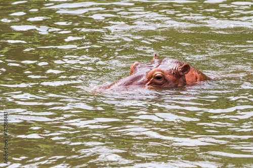 An dangerous hippopotamus