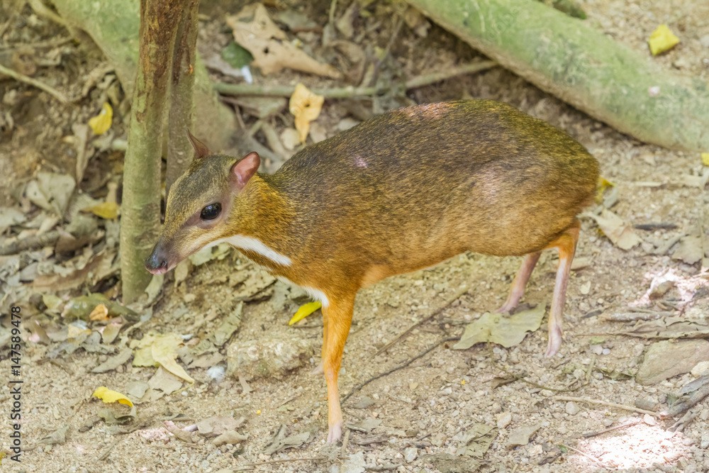 Lesser mouse deer Lesser mouse deer