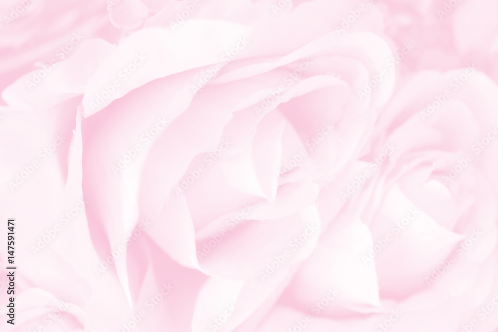 Soft focus of roses flower on sweet pink color
