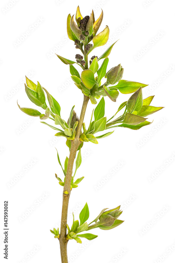 Green branch, young sprouts with leaves, isolated on white background. Close-up. - obrazy, fototapety, plakaty 