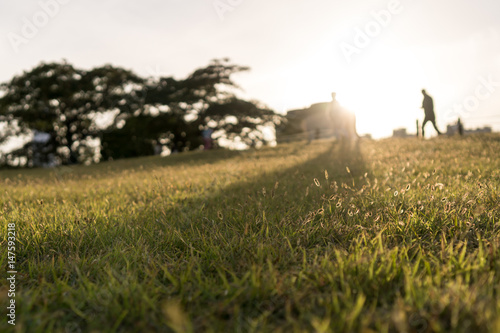 Tableau sur toile Sunset over grass