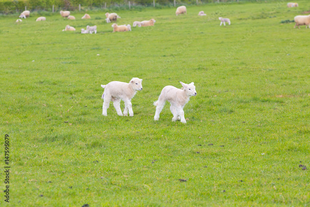 Obraz premium Small cute lamb gambolling in a meadow in England farm