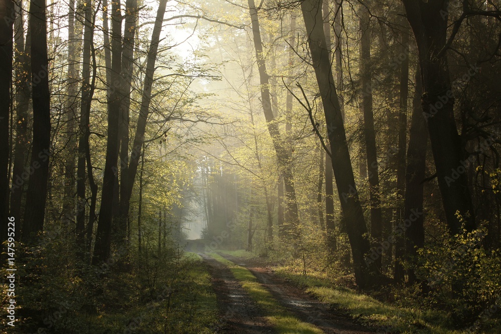 Naklejka premium Rural road through the spring forest at dawn