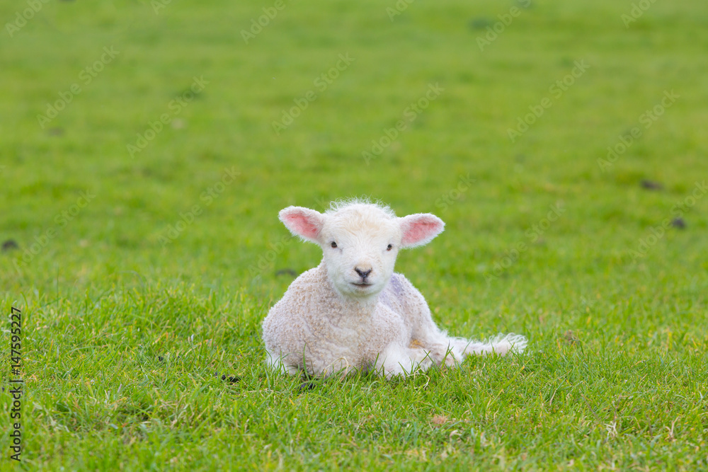 Small cute lamb gambolling in a meadow in England farm
