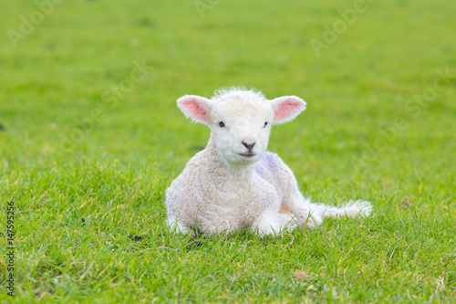 Fototapeta Small cute lamb gambolling in a meadow in England farm