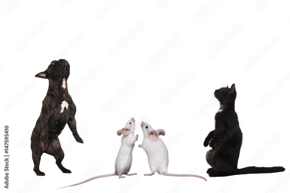 Cat, dog and mouse stand in funny poses. White background Cat, dog and mouse stand in funny poses. White background