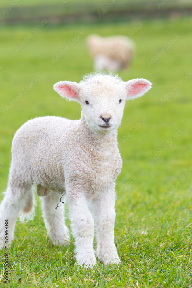 Small cute lamb gambolling in a meadow in England farm Small cute lamb gambolling in a meadow in England farm