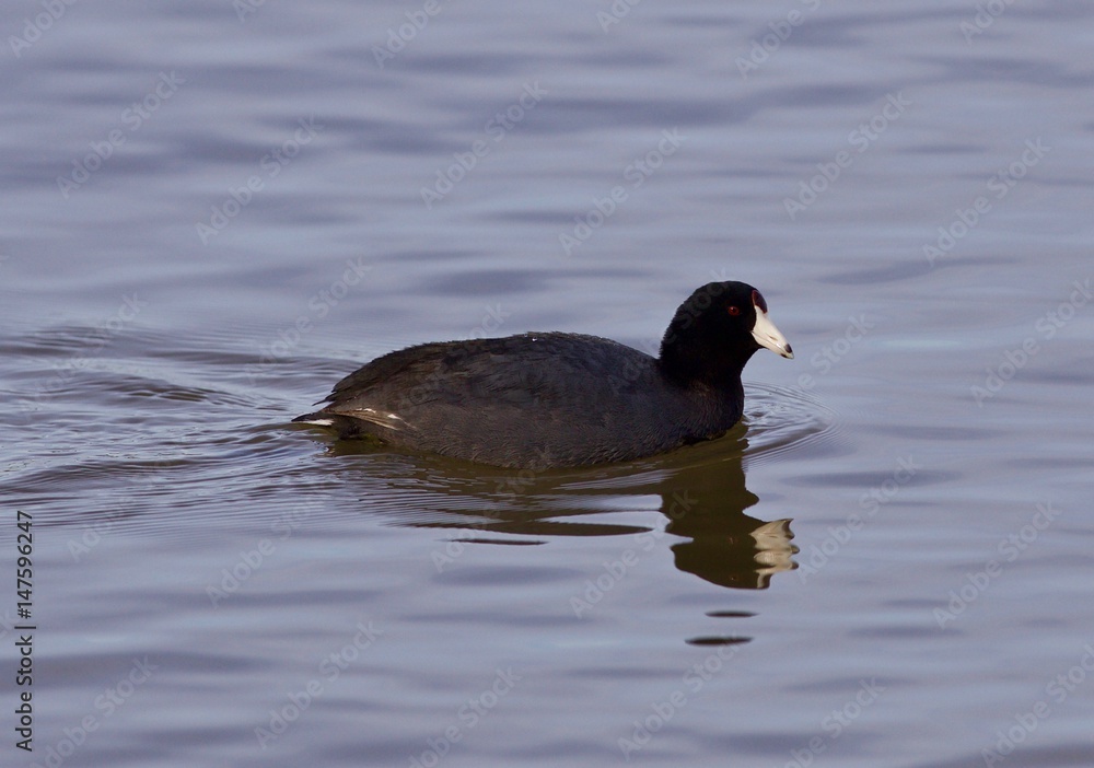 Beautiful background with funny weird american coot in the lake Beautiful background with funny weird american coot in the lake