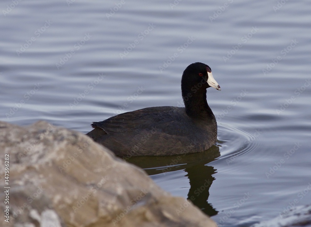 Beautiful image with funny weird american coot in the lake Beautiful image with funny weird american coot in the lake