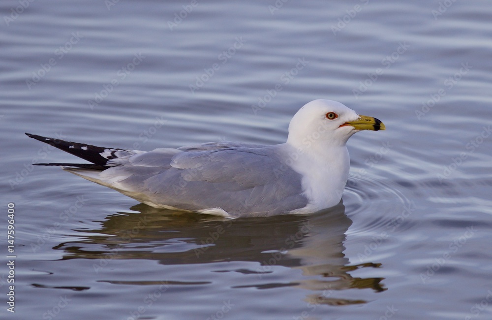Beautiful isolated image with a gull swimming in the lake Beautiful isolated image with a gull swimming in the lake