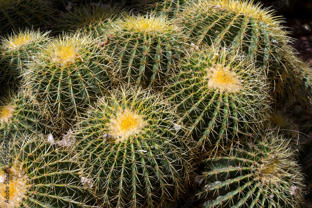 Coussins de belle-mère, cactus oursins ou Echinocactus grusonii Coussins de belle-mère, cactus oursins ou Echinocactus grusonii