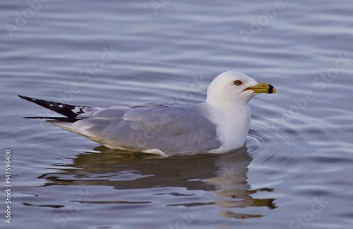 Beautiful isolated image with a gull swimming in the lake