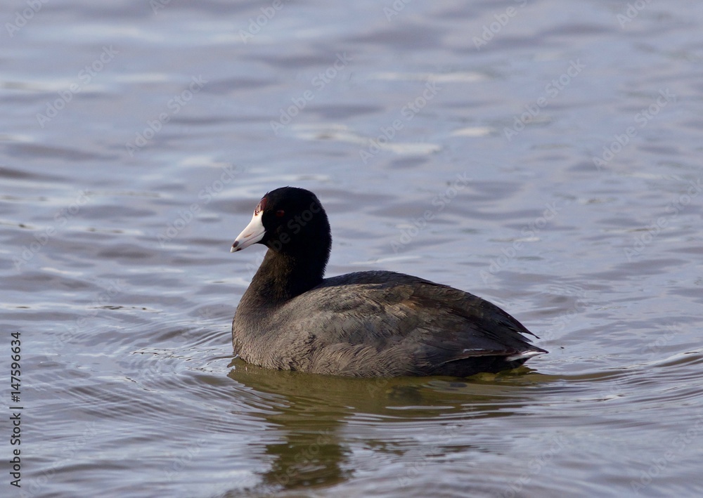 Beautiful image with amazing american coot in the lake Beautiful image with amazing american coot in the lake