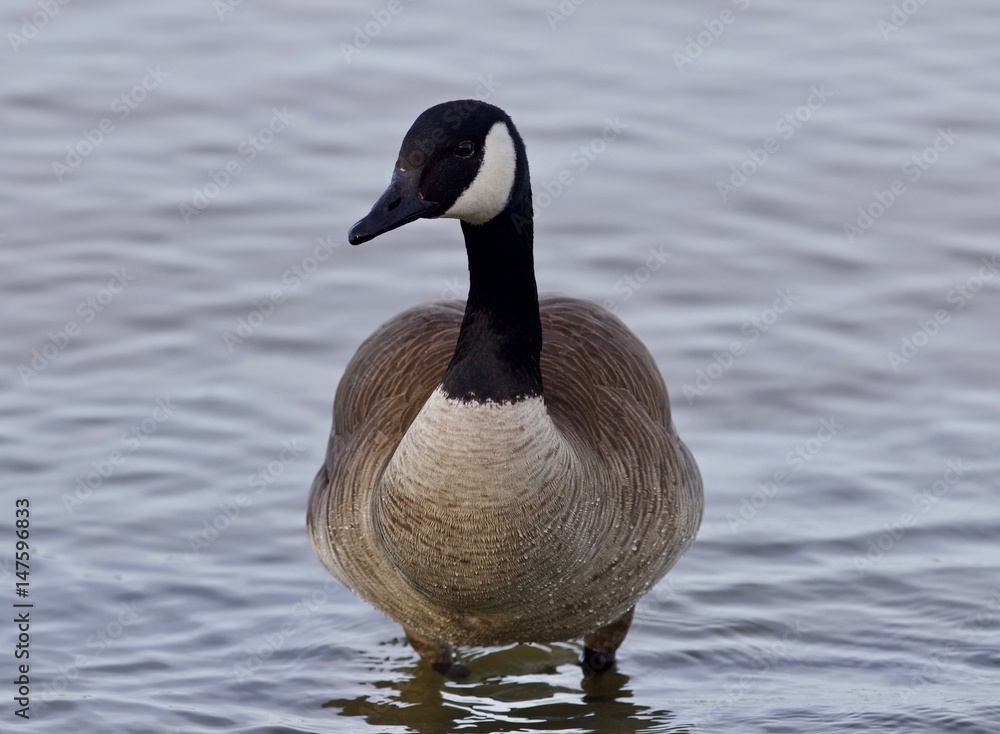 Beautiful isolated photo with a cute Canada goose in the lake