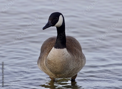 Beautiful isolated photo with a cute Canada goose in the lake